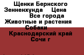 Щенки Бернского Зенненхунда  › Цена ­ 40 000 - Все города Животные и растения » Собаки   . Краснодарский край,Сочи г.